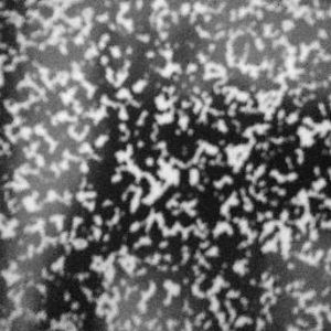 Meet your Posher, Ifeoluwa